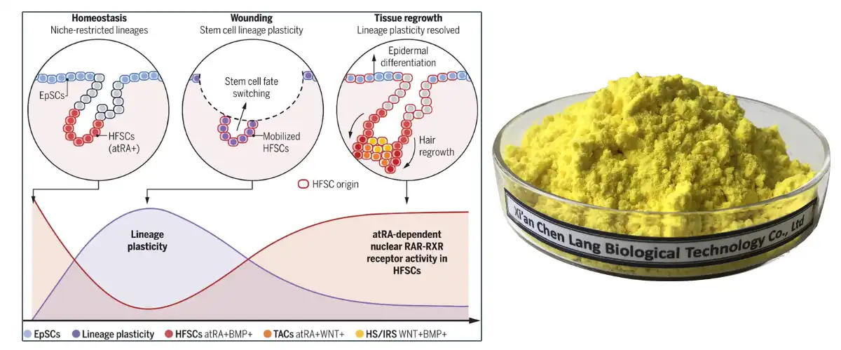 Retinoic Acid Factory.jpg